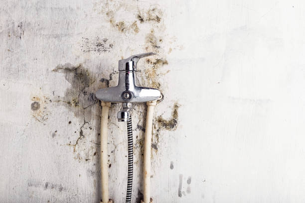 Best Same-Day Mold Removal  in Bealeton, VA