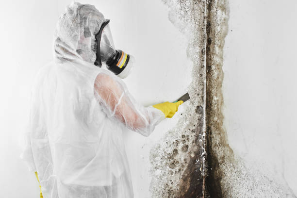 Best Commercial Mold Removal  in Bealeton, VA