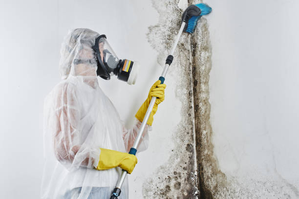 Best Attic Mold Removal  in Bealeton, VA
