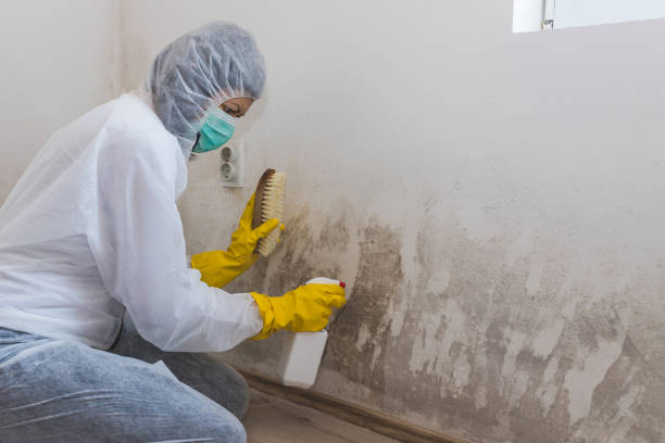 Best Attic Mold Removal  in Bealeton, VA