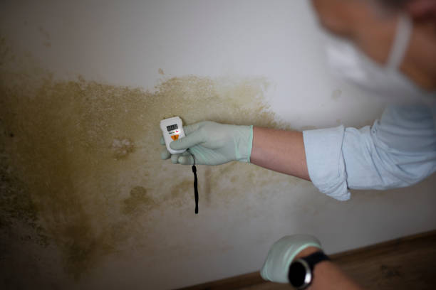 Mold Removal Process in Bealeton, VA