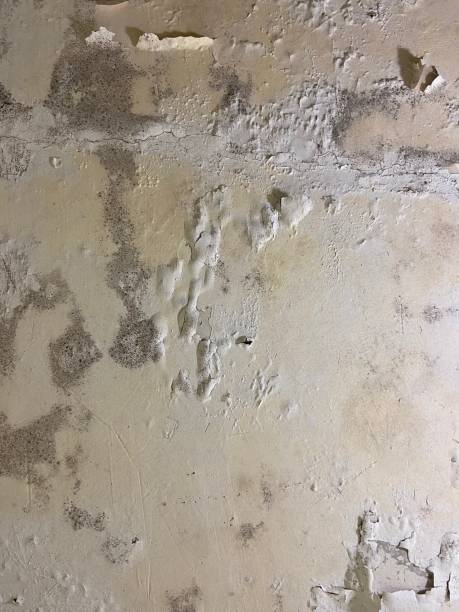 Best Toxic Mold Removal  in Bealeton, VA