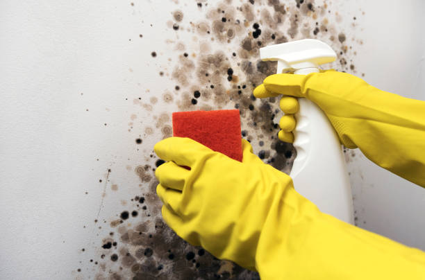 Office Mold Removal Services in Bealeton, VA