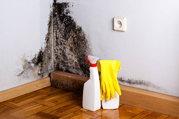 Best Commercial Mold Removal  in Bealeton, VA