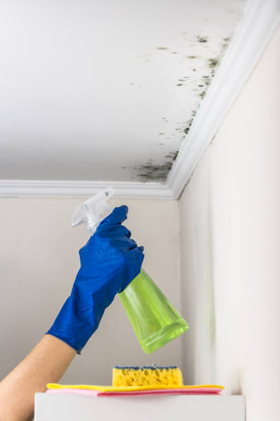 Best Residential Mold Removal  in Bealeton, VA